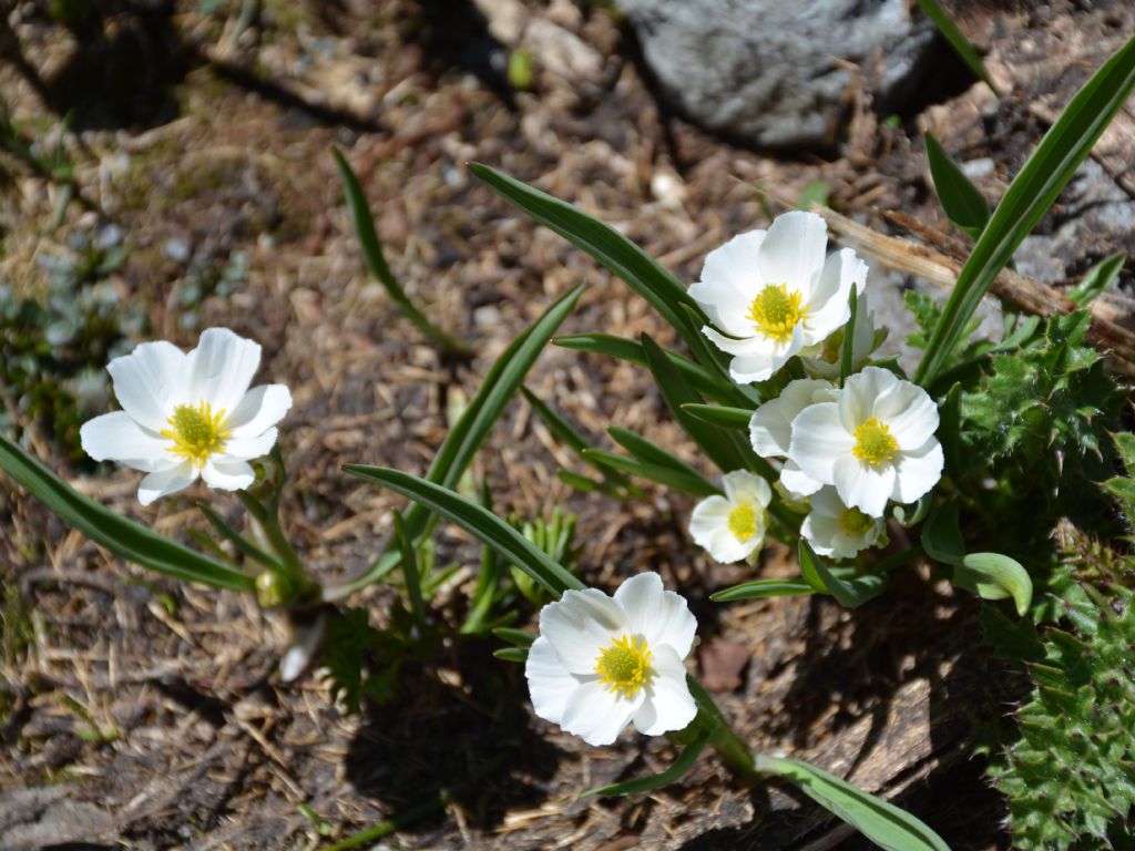 Ranunculus kuepferi / Ranuncolo dei Pirenei